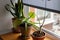 Plants on window sill. Snake plant, aloe and monstera green plants in clay rustic pots on wooden windowsill on background of grey