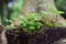 Plants and wood