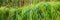 Plants of young reeds bent by the wind. Web banner