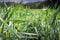 plants of young wheat only discarded spikelets