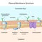 Plasma membrane