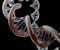 A plasmid is a small circular DNA molecule found in bacteria