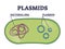 Plasmids with cells extrachromosomal DNA molecule structure outline diagram