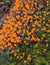 Plasmodium orange. Microscopic mushroom.Trichia decipiens