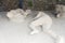 Plaster casts of two victims in Pompeii