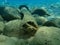 Plaster column on the seabed, Aegean Sea, Greece, Halkidiki. Sea pollution