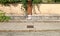 Plaster and concrete boundary wall with brick column in the middle and creeper plant on top, Tiled sidewalk and asphalt road