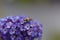 Plasterer bee Colletes sp. on a flower
