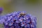 Plasterer bee Colletes sp. on a flower