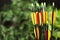 Plastic arrows on blurred background. Archery sports equipment