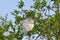 Plastic bag hanging of a tree branch.