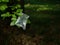 Plastic bag hanging on tree branch