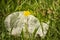 Plastic bag pollutes the environment dandelions