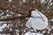 Plastic bag on tree branch