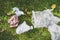 Plastic bags and litter abandoned on green lawn, respecting the environment and avoiding single-use plastic