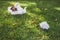 Plastic bags and litter abandoned on green lawn, respecting the environment and avoiding single-use plastic