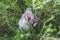 Plastic bags and litter abandoned in nature among beautiful plants, respecting the environment and avoiding single-use plastic