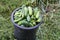 Plastic black bucket full of freshly picked green cucumbers