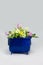 Plastic blue garbage trash bin can container with flowers, organic natural rubbish waste concept, beauty and dirty contrast at iso