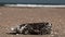 Plastic bottle covered in sea barnacles and cast ashore