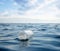 Plastic bottle floating in the ocean.