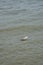 Plastic bottle found stuck left in the sea near the beach.