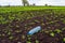 Plastic bottle lies on a farm field near to young green sprouts grown on black soil at spring