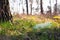 Plastic bottle lies on the grass under a tree in the forest in the rays of sunlight. Environmental pollution, natural environment