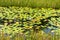 Plastic bottle in a marsh in the countryside of Arembepe - Bahia state, Brazil