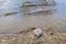 Plastic bottle stranded washed up garbage pollution on beach Brazil