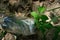 Plastic bottle wild grapes in the sand