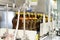 Plastic bottles with beer on the conveyor of an automatic packing machine.