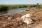 Plastic bottles and garbage on the waterfront