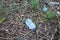 plastic bottles in pine forest