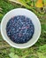 A plastic bowl filled with blueberries, picking blueberries, healthy and fresh fruit, a bowl with blueberries on the ground among