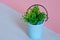 Plastic bucket with seedlings on a diagonal pink-blue background. Symbol of flowering and spring