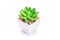 Plastic cactus on white background