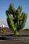 Plastic cactus windmills in isle of lanzarote