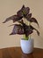 Plastic caladium flowers on a wooden table