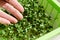 Plastic container with mesh, for microgreen, young sprouts of broccoli plants with hand on white background closeup