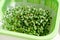 Plastic container with mesh, for microgreen, young sprouts of broccoli plants on white background closeup