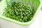 Plastic container with mesh, for microgreen, young sprouts of broccoli plants on white background closeup