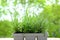 Plastic container for seedlings for transplanting with young plants of garden lavender, Lavandula on terrace, young plants,