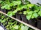 Plastic containers with seedlings of young varietal strawberries