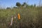 Plastic course markers left behind in nature after the event