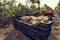 Plastic crates full of grapes on the ground in a vineyard row