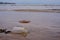 Plastic cup and dead jellyfish on the beach