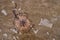 Plastic cup and dead jellyfish on the beach