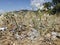 Plastic cup and debris discarded on sea plants ecosystem,environmental waste