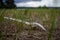 Plastic disposable fork discarded in a field